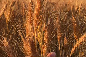 河北黄骅的旱碱地小麦登上了央视新闻，黄骅的历史沿革你了解吗？图片