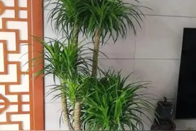 7种大绿植，高端大气，镇宅旺家，家里有位置，别错过养一盆图片