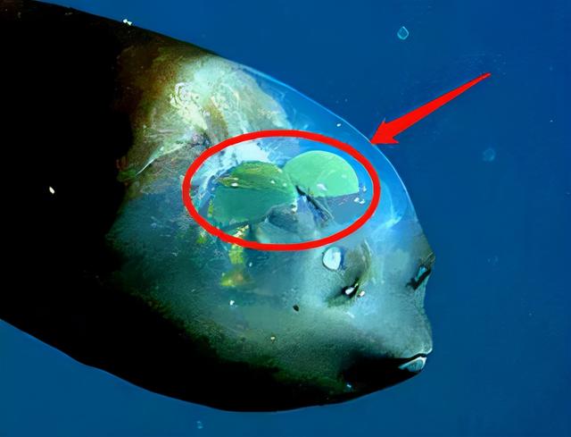 冥河水母 冥河水母拟人(图7)