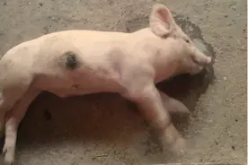 小猪断奶，关节肿、跛行、站不起来，可能是“三方面”没做好图片