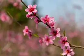 余生，在每一个春天里等你，等你回来，陪我一起慢慢变老图片