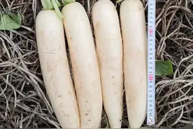 耐热白萝卜新品种！早熟性好，50-55天左右采收，味道甘甜鲜美图片