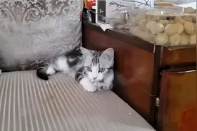 顺手捡了一只猫，没想到居然是袁爷爷家走丢的袁花花图片