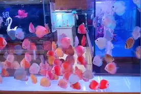 神仙鱼常见病图片