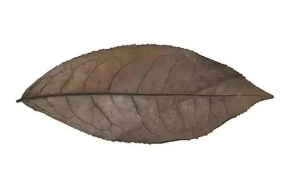 千万别小瞧了天天喝的茶，所有的树叶都能制茶吗？茶叶树叶的区别