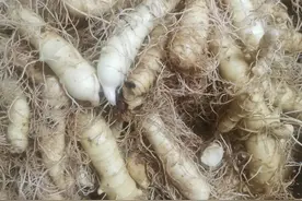 中医无效？可能是你买了假药。图片