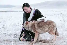 李微漪"中国第一狼女"：十年前卖房救狼养狼，十年后与狼再次相逢图片