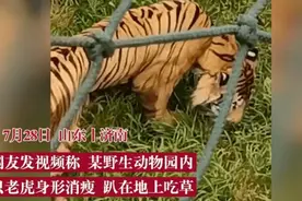 老虎骨瘦如柴趴地上吃草被疑遭虐待，动物园回应：能促进消化，瘦是为了控制体重图片