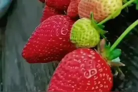 壁纸美图，水果图片