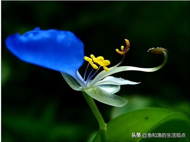 踏春必备“百草图”之三，身边那些有价值的野草，你能认识几种？