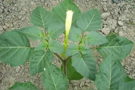 被称为蒙汗药的曼陀罗，其实是农村很常见的植物，很多人还不认识图片