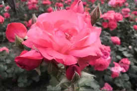 趣谈互文一二图片