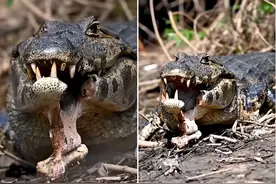 下颚骨被咬断，一半下巴掉在地上，一只重伤的鳄鱼正在奋力自救图片