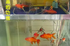 鱼缸下土霉素变黄了，怎么处理？图片