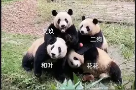 大熊猫韭菜花叶组合的爱恨情仇。网友：花花和三个土匪组合。图片