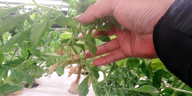 冰菜生物学特性及气雾培生产技术