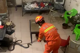 福建男子打盹醒来，发现3米剧毒眼镜蛇在家闲逛，为啥保护毒蛇？图片