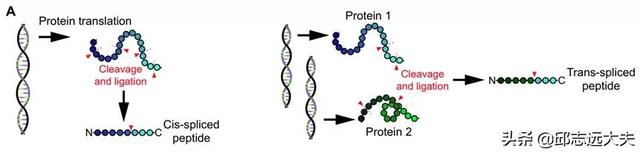 研究肿瘤必须知道的十一类肿瘤抗原