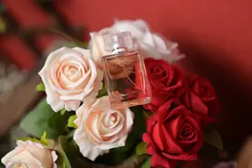 这些香料植物，你都知道哪些呢？图片