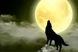 动物冷知识！狼为什么爱在夜野嚎叫？猪为什么爱用嘴拱地？图片