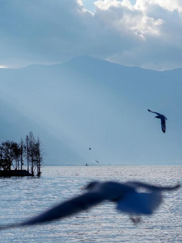 走！去大理观鸥