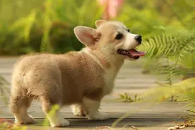 不瞒你说，柯基有这些特征，是纯种没错了图片