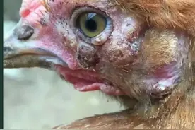 鸡得了鸡痘怎么办？怎么预防和治疗？图片