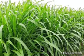 一亩墨西哥玉米草能顶3-5亩青贮玉米，20天就能收一茬产量高图片