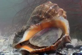 红里螺和香螺到底谁才是真正的海螺图片