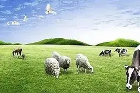 牛、羊以口舌异常为主要症状的疾病图片