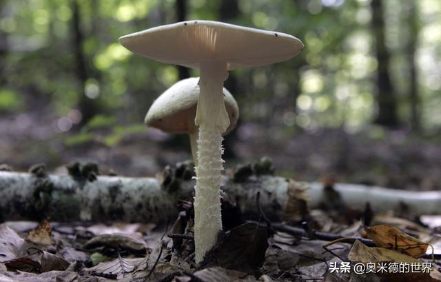 全世界最毒的十种蘑菇，中国最毒的蘑菇致命白毒伞上榜