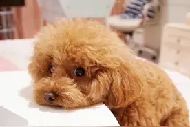 泰迪“养久了”，最好别送人，原因很真实图片