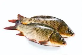 安徽美女把钓获的鲤鱼养了4年，长到260斤，有人报价30万收购图片