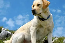 怎样喂养拉布拉多？掌握了这些规律之后，你有信心把它们喂好吗？图片