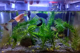 新手养中国斗鱼2个月，踩坑与收获分享图片