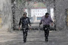 杨絮的危害这么大，为何还大面积种植？图片