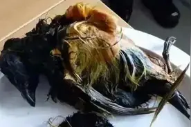 没有最臭只有更臭 臭界王者瑞典鲱鱼罐头与因纽特人的腌海雀大比拼图片