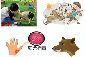 夏日安全知识：宠物咬伤急救知多少？图片