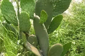 肾炎和糖尿病人的理想食物——仙人掌图片