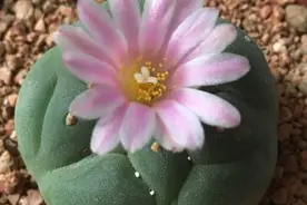 美丽/奇异花草欣赏系列——各种仙人球之鱼图片