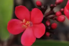 那个不顾父母反对执意远嫁的她挺着五个月的大肚回来了......图片