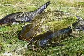 以前泛滥的11种河鱼，现在都是“珍品”，你吃过么？你那里还有么图片