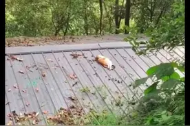 两只猫在房顶上抱在一起，被打扰后还扭头看：你礼貌吗？单身狗图片