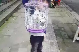 现在的小学生居然都喜欢养这种鸟？图片
