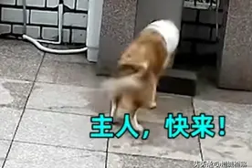 “这也太聪明了吧！狗狗又立了大功了！”图片