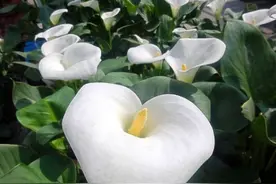 白掌花有毒，养在家中这几点千万注意图片