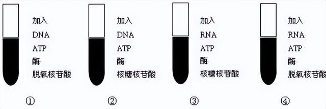 高中生物-基因的本质与表达