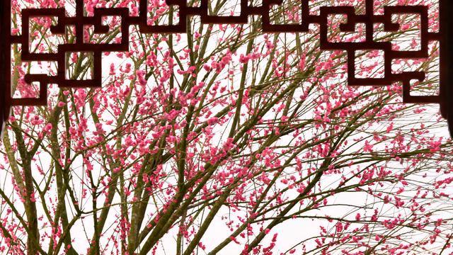 ​破局“淡季不淡”！贵州梅园全力打造冬季文旅新爆点