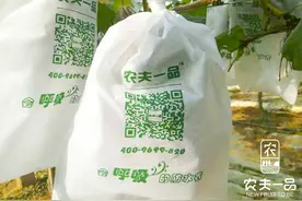 葡萄套袋的注意事项图片