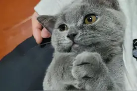 猫传腹干性比湿性难治？该如何区分？图片